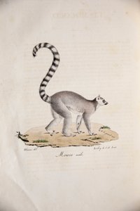 Ringstaartmaki, uit Histoire Naturelle des Mammifères, met originele figuren, door Étienne Geoffroy Saint-Hilaire & Frédéric Cuvier, 1824-42
